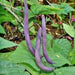 Royalty Purple Pod, Bush Bean, - BoxGardenSeedsLLC -Beans / Dry Beans - Seeds