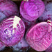 Cabbage, Red Express, - BoxGardenSeedsLLC -Cabbage, Kale - Seeds