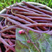 Royalty Purple Pod, Bush Bean, - BoxGardenSeedsLLC -Beans / Dry Beans - Seeds