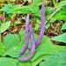 Royalty Purple Pod, Bush Bean, - BoxGardenSeedsLLC -Beans / Dry Beans - Seeds