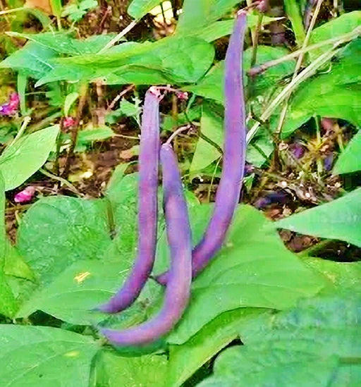 - BoxGardenSeedsLLC - Royalty Purple Pod, Bush Bean, - Beans / Dry Beans - Seeds