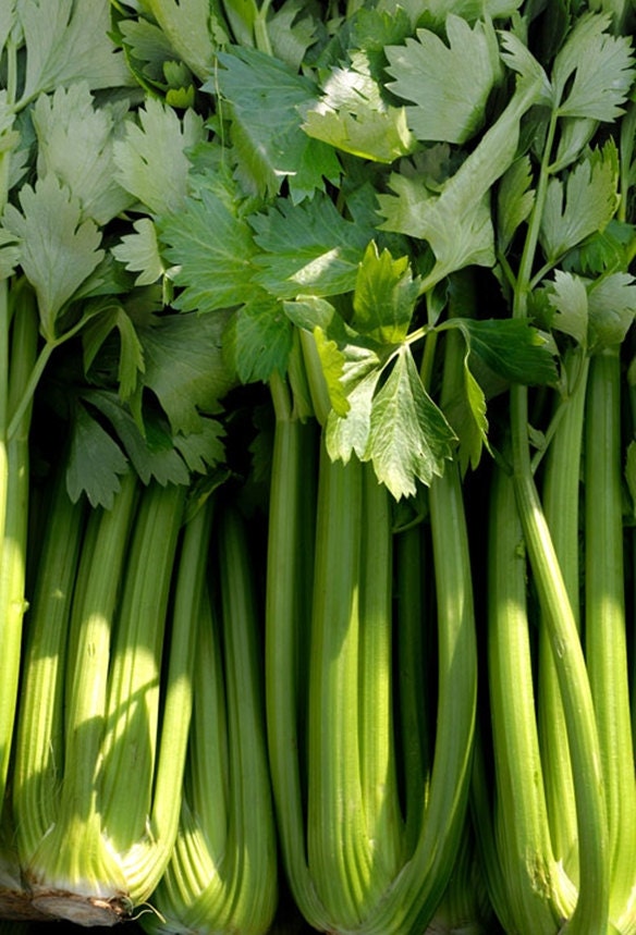 Golden Self Blanching, Celery - BoxGardenSeedsLLC - Gourmet/Native Greens - Seeds - USA Seller, Thank you for shopping here today, Naturally Grown GMO Free Seeds, Heirloom Open Pollinated Seeds, Fresh Top Quality Premium Seeds