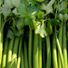 Golden Self Blanching, Celery, - BoxGardenSeedsLLC -Gourmet/Native Greens - Seeds