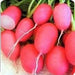 Pink Lady Slipper, Radish, -- BoxGardenSeedsLLC -Radishes - Seeds