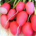 - BoxGardenSeedsLLC - Pink Lady Slipper Radish - Radishes - Seeds