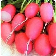 Pink Lady Slipper, Radish, -- BoxGardenSeedsLLC -Radishes - Seeds