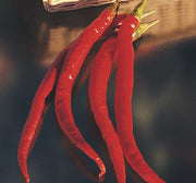 Cayenne Long Slim Chili, Hot Pepper - BoxGardenSeedsLLC - Peppers,Eggplants - Seeds - USA Seller, Thank you for shopping here today, Naturally Grown GMO Free Seeds, Heirloom Open Pollinated Seeds, Fresh Top Quality Premium Seeds