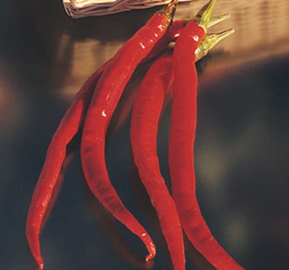 Cayenne Long Slim Chili, Hot Pepper - BoxGardenSeedsLLC - Peppers,Eggplants - Seeds - USA Seller, Thank you for shopping here today, Naturally Grown GMO Free Seeds, Heirloom Open Pollinated Seeds, Fresh Top Quality Premium Seeds