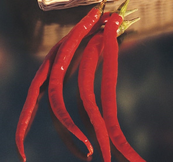 Cayenne Long Slim Chili, Hot Pepper, -- BoxGardenSeedsLLC -Peppers,Eggplants - Seeds