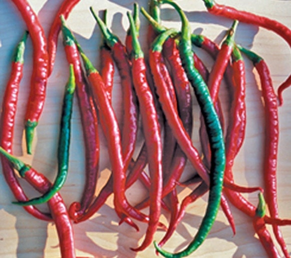 Cayenne Long Slim Chili, Hot Pepper - BoxGardenSeedsLLC - Peppers,Eggplants - Seeds - USA Seller, Thank you for shopping here today, Naturally Grown GMO Free Seeds, Heirloom Open Pollinated Seeds, Fresh Top Quality Premium Seeds