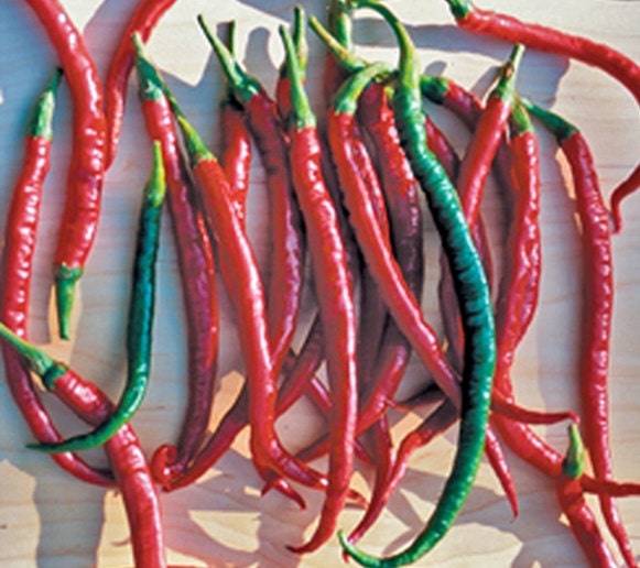 Cayenne Long Slim Chili, Hot Pepper, -- BoxGardenSeedsLLC -Peppers,Eggplants - Seeds