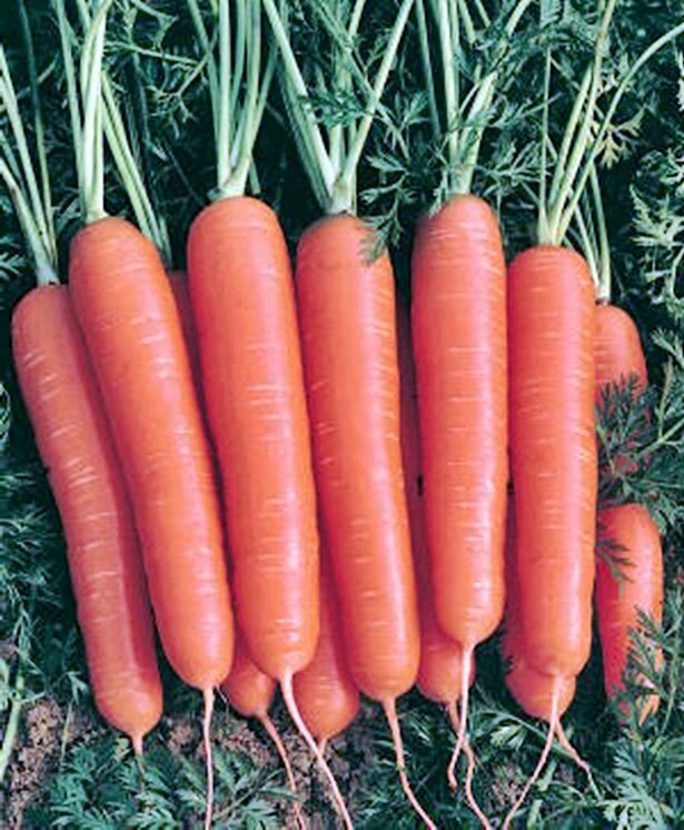 Scarlet Nantes, Carrot - BoxGardenSeedsLLC - Carrots - Seeds - USA Seller, Thank you for shopping here today, Naturally Grown GMO Free Seeds, Heirloom Open Pollinated Seeds, Fresh Top Quality Premium Seeds
