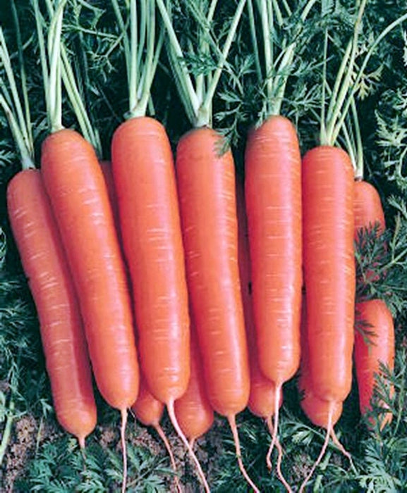 - BoxGardenSeedsLLC - Scarlet Nantes, Carrot, - Carrots - Seeds