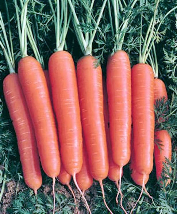 - BoxGardenSeedsLLC - Scarlet Nantes, Carrot, - Carrots - Seeds