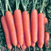 Scarlet Nantes, Carrot, - BoxGardenSeedsLLC -Carrots - Seeds