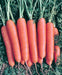 Scarlet Nantes, Carrot, -- BoxGardenSeedsLLC -Carrots - Seeds