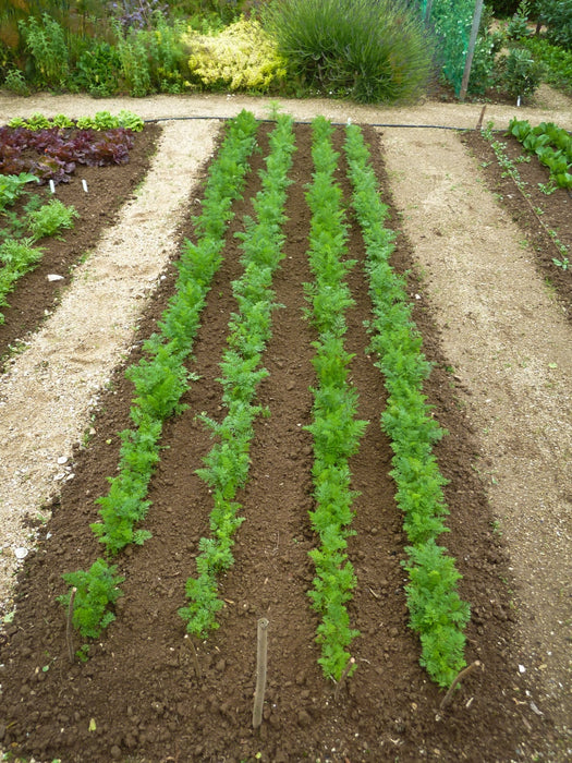 Scarlet Nantes, Carrot, -- BoxGardenSeedsLLC -Carrots - Seeds