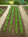 Scarlet Nantes, Carrot, -- BoxGardenSeedsLLC -Carrots - Seeds