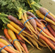 - BoxGardenSeedsLLC - Rainbow Mix, Carrot, - Carrots - Seeds
