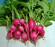 Champion, Radish - BoxGardenSeedsLLC - Radishes - Seeds - USA Seller, Thank you for shopping here today, Naturally Grown GMO Free Seeds, Heirloom Open Pollinated Seeds, Fresh Top Quality Premium Seeds
