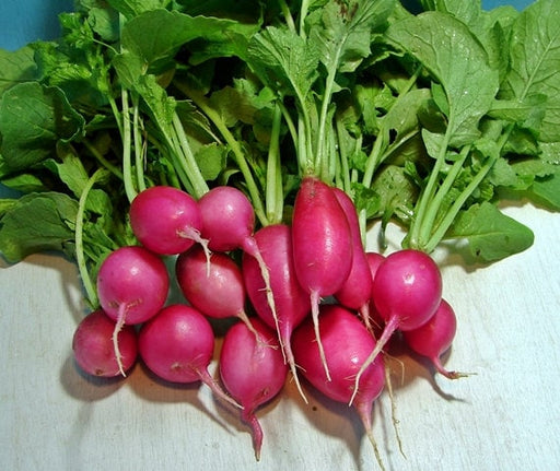 Champion, Radish, -- BoxGardenSeedsLLC -Radishes - Seeds