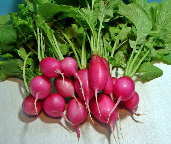 Champion, Radish, -- BoxGardenSeedsLLC -Radishes - Seeds