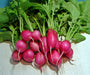 Champion, Radish, -- BoxGardenSeedsLLC -Radishes - Seeds