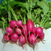 Champion, Radish, - BoxGardenSeedsLLC -Radishes - Seeds