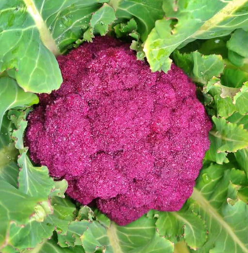 Cauliflower, Purple Cape, -- BoxGardenSeedsLLC -Broccoli,Cauliflower - Seeds