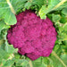 Cauliflower, Purple Cape, - BoxGardenSeedsLLC -Broccoli,Cauliflower - Seeds