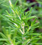 Rosemary, Culinary & Medicinal Herbs - BoxGardenSeedsLLC - Culinary/Medicinal Herbs - Seeds - USA Seller, Thank you for shopping here today, Naturally Grown GMO Free Seeds, Heirloom Open Pollinated Seeds