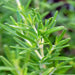 Rosemary, Culinary & Medicinal Herbs, - BoxGardenSeedsLLC -Culinary/Medicinal Herbs - Seeds