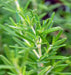 - BoxGardenSeedsLLC - Rosemary, Culinary & Medicinal Herbs, - Culinary/Medicinal Herbs - Seeds