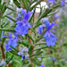 Rosemary, Culinary & Medicinal Herbs, - BoxGardenSeedsLLC -Culinary/Medicinal Herbs - Seeds