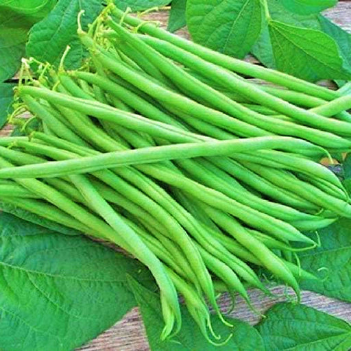 Tenderette, Bush Bean - BoxGardenSeedsLLC -Beans / Dry Beans - Seeds