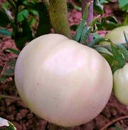 White Snowball, Tomato - BoxGardenSeedsLLC - Tomatoes,Tomatillos - Seeds - 