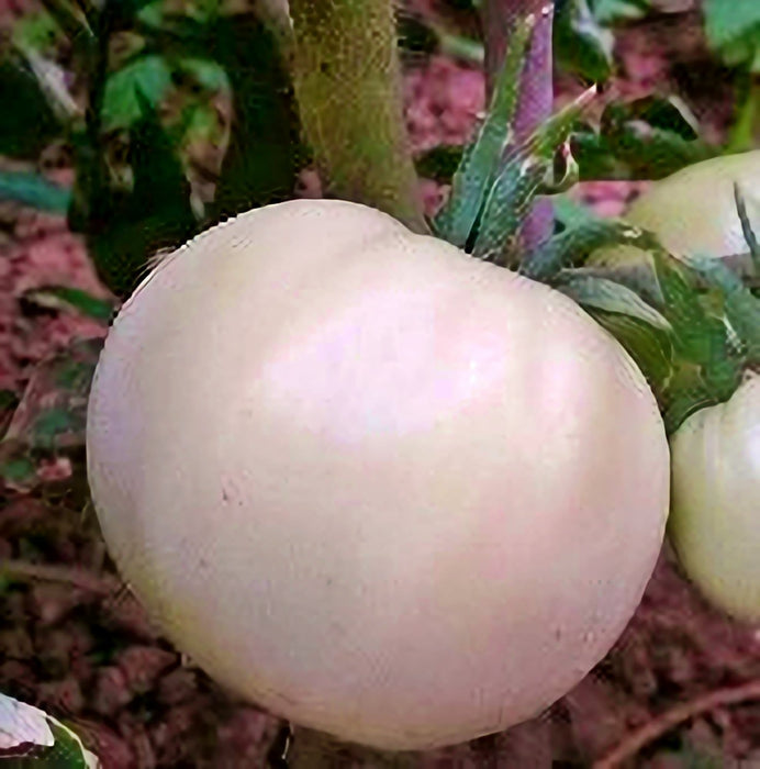 White Snowball, Tomato, -- BoxGardenSeedsLLC -Tomatoes,Tomatillos - Seeds