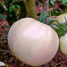 White Snowball, Tomato, -- BoxGardenSeedsLLC -Tomatoes,Tomatillos - Seeds