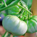 White Snowball, Tomato - BoxGardenSeedsLLC - Tomatoes,Tomatillos - Seeds - 
