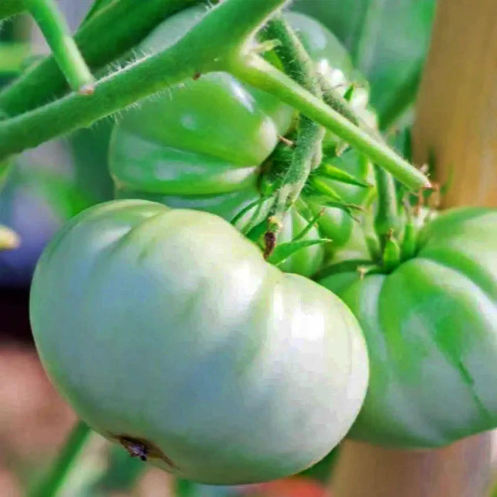 White Snowball, Tomato, -- BoxGardenSeedsLLC -Tomatoes,Tomatillos - Seeds