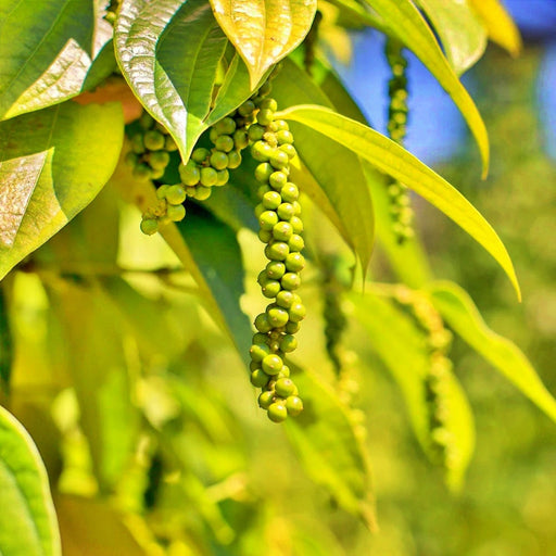 Black Peppercorns, Culinary & Medicinal Herbs, - BoxGardenSeedsLLC -Culinary/Medicinal Herbs - Seeds