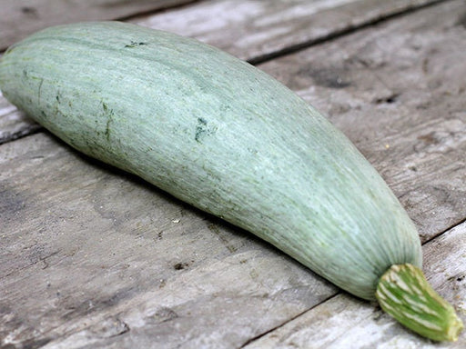 Big Blue Guatemalan, Winter Squash, -- BoxGardenSeedsLLC -Squash,Pumpkins - Seeds