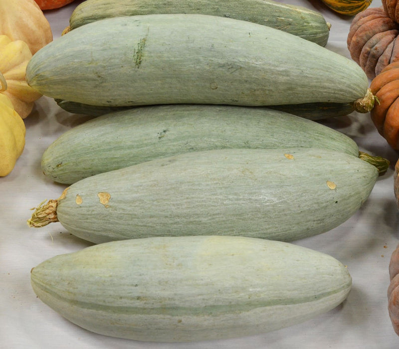 Big Blue Guatemalan, Winter Squash, -- BoxGardenSeedsLLC -Squash,Pumpkins - Seeds