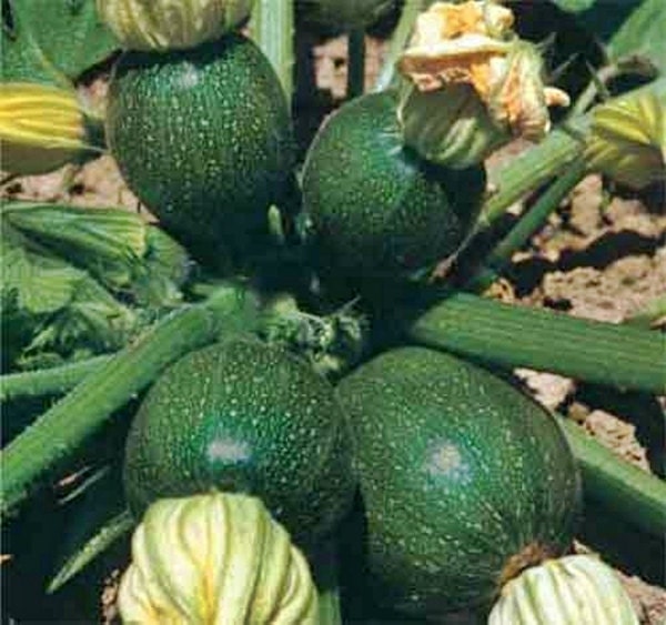 Tondo Di Piacenza Round Zucchini, Italian Summer Squash, -- BoxGardenSeedsLLC -Squash,Pumpkins - Seeds