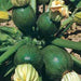 Tondo Di Piacenza Round Zucchini, Italian Summer Squash, - BoxGardenSeedsLLC -Squash,Pumpkins - Seeds