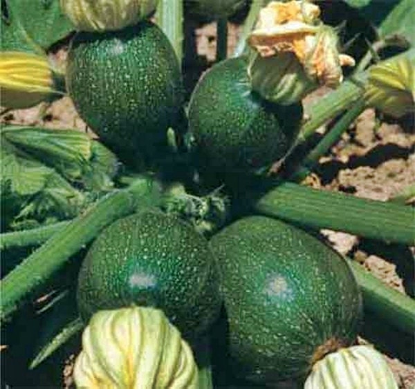Tondo Di Piacenza Round Zucchini, Italian Summer Squash - BoxGardenSeedsLLC - Squash,Pumpkins - Seeds - USA Seller, Thank you for shopping here today, Naturally Grown GMO Free Seeds, Heirloom Open Pollinated Seeds, Fresh Top Quality Premium Seeds