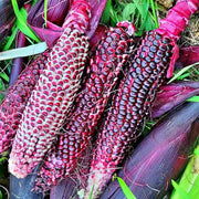 Double Red, Sweet Corn - BoxGardenSeedsLLC - Corn - Seeds - USA Seller, Thank you for shopping here today, Naturally Grown GMO Free Seeds, Heirloom Open Pollinated Seeds, Fresh Top Quality Premium Seeds