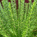 - BoxGardenSeedsLLC - Rosemary, Culinary & Medicinal Herbs, - Culinary/Medicinal Herbs - Seeds