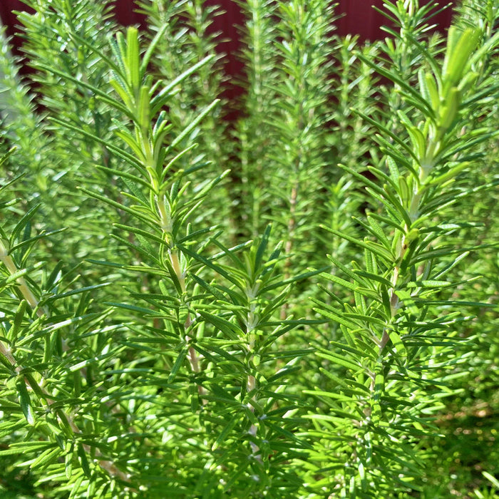 Rosemary, Culinary & Medicinal Herbs, - BoxGardenSeedsLLC -Culinary/Medicinal Herbs - Seeds