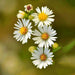 Roman, Chamomile, - BoxGardenSeedsLLC -Culinary/Medicinal Herbs - Seeds